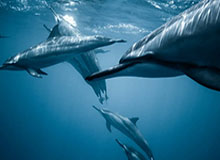 彩客网赛事公司-赫斯特呼吁禁止儿童头球 愿捐献大脑用于医学研究